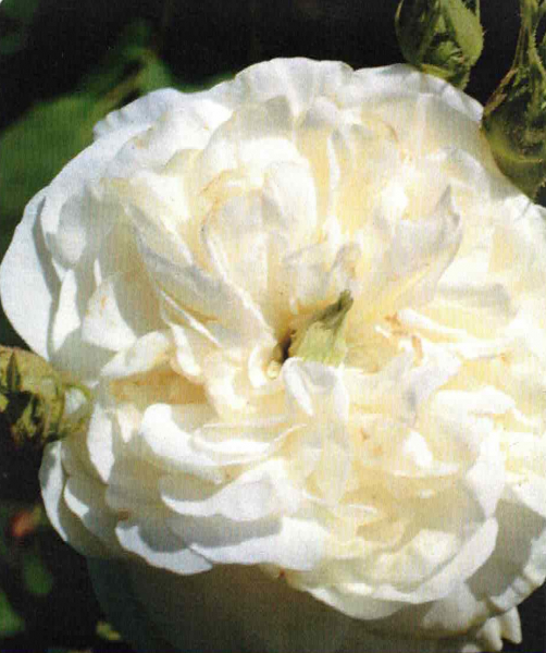 Historische Rose Mme Hardy